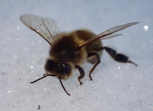 Apis mellifera